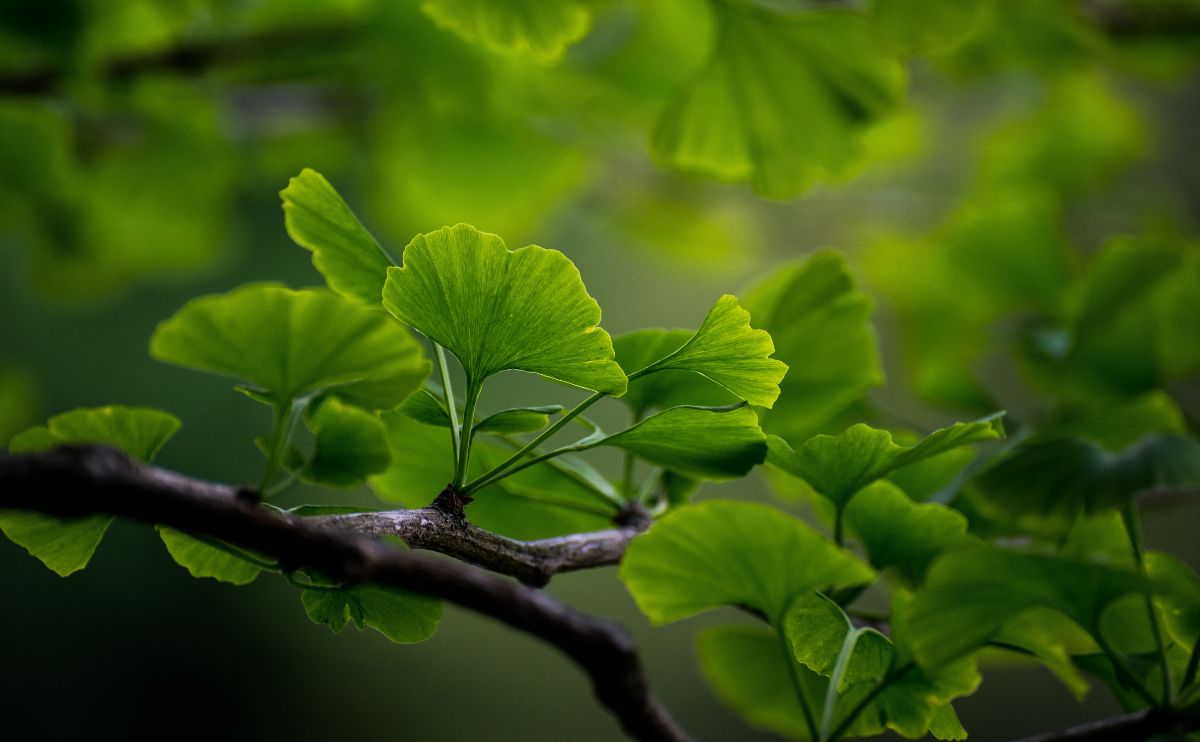 Șampoanele cu ginkgo biloba și efectul lor împotriva căderii părului